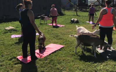 Pilot Goat Yoga at Have Ya Herd